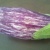 ウグイスと茄子ワイルド