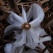 庭の花 「シモバシラ」