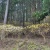 秦野市 菜の花台の桜 2012