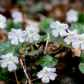 山の斜面の小さな桜姫