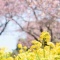 2018年１～4月 elleの写真ライフ(6)早咲きの桜（2,3月）