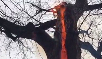 魔女の仕業?何故か木の内側だけが燃えている『悪魔の木』を発見-オハイオ州