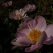 庭の花 「5月の続き」