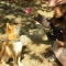 一 番 か わ い い 犬 は 柴 犬