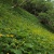 仙丈ヶ岳　高山植物観察会