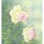 「森 寛子 展」 ＠天使のいる回廊 天使巡礼天使堂 #伊豆高原