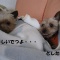 わんこたちのつぶやき