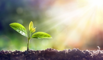 【植物】他の葉が捕食された葉の痛みを感じる