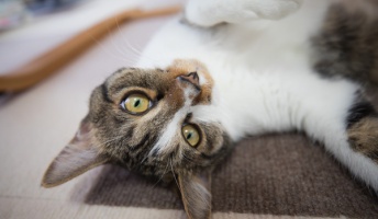 【猫画像】子猫拾って194日目。朝から愛娘と遊んだのでスレを建てる