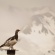 立山、雪の大谷と雷鳥を見てきた。