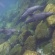 イルカがいっぱい御蔵島