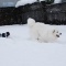 ドックラン新雪だぁ~♪