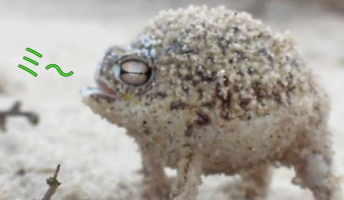 この声はネコ?いいえ、カエルです!敵が来ると子猫みたいな声で鳴くナマカフクラガエルが面白い!