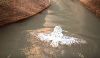泳ぐフクロウの姿を撮影 専門家「極めて珍しい」 米国(動画あり)