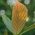 アカメイヌビワの新芽