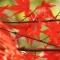 紅葉　２