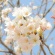 2018桜・さくら 春満開