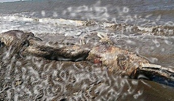 【画像】ロシアに謎の巨大生物の死骸が打ち上げられる!氷漬けにされていたマンモス説も。