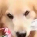 イヌが花を咥えてやってきた。あんなやつのことは忘れてボクと付き合おう！ → 犬はこうした…