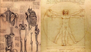 人体の“無駄な器官”、実は有用でした…虫垂・扁桃体・脾臓・胸腺・尾骨