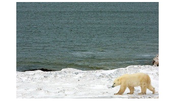 北極圏の海底から『謎の音』 動物が消えたとの報告も カナダ軍が調査へ