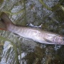 ★興津川 渓流釣行(3月23日) イワナ狙い★