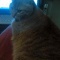 猫飼ってて苦労すること
