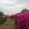 公園のツツジ