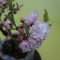「庭桜（ニワザクラ）」の可愛い花