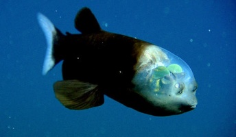 【画像あり】地球に残された最後の神秘!深海生物の魅力は異常wwww
