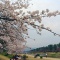 しののめ周辺お花見情報♪ その1 〜2度おいしい?!編〜