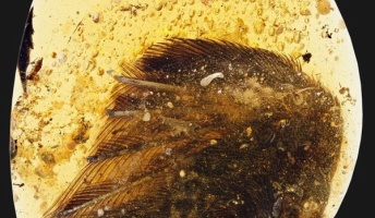 恐竜時代の鳥の翼、琥珀の中でありのままの姿で保存