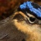 鳥　　類　　最　　強　　は　　ど　　の　　鳥　　か　　!?