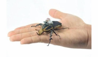 カナブンを「ラジコン化」、飛翔を自在に制御可能