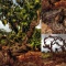 【バロッサ古木憲章】~高い樹齢のブドウとワイン in オーストラリア~;The Barossa Old Vine Charter