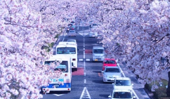 撮りためた風景や動物の写真を貼っていく!