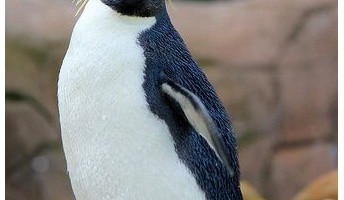 ペンギン大好きマンやけどペンギンで打線組んだ
