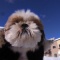 看板犬チョビ監修!?ワンコ強化月間