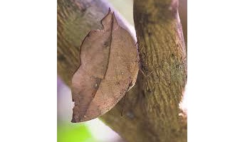 枯葉そっくりな蝶が存在するのは、そういうのだけ生き残ったから←これおかしくね