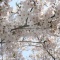 ʡ��Τ���Ǥ��ָ��ˤ�Τˤ�