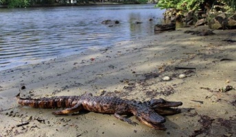 フロリダ州で双頭のワニが見つかる