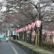 【上越市発】高田城百万人観桜会2013スタート~さくら大使にゆるキャラ勢揃い~