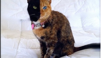 【画像あり】顔半分がきっちりと2色に分かれた猫のヴィーナスちゃんがFacebookで大人気