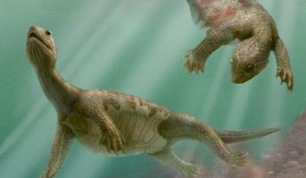 2億2千年前のカメには甲羅がなかった