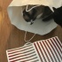 紙袋と猫たち