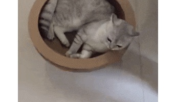 【GIF】猫の可愛いgifください!!!!!!!!