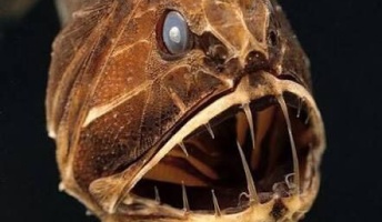 【深海の不思議満載】深夜の深海生物スレ(画像あり)
