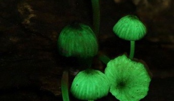 幻想的な「光るキノコ」、理由はわからず 7月に自生しているものを発見…五島市