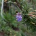 庭の花 「5月続き」