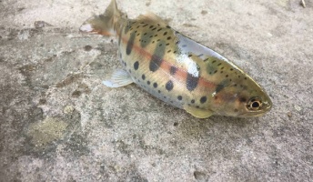 道民だけど食べるものがないから渓流で魚釣ってきた(画像あり)